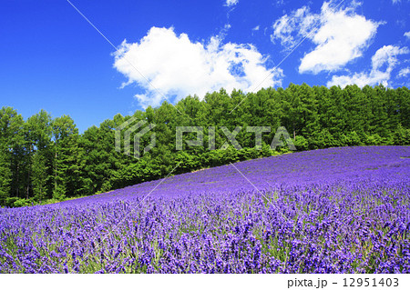 北海道 富良野市 ふらのワインハウスラベンダー園 北海道 富良野市 ふらのワインハウスラベンダー園 12951403