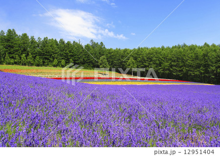 北海道　中富良野町　彩香の里ラベンダー園 12951404