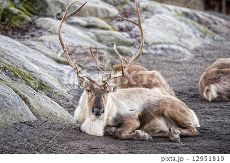 reindeer portrait in winter time 12951819