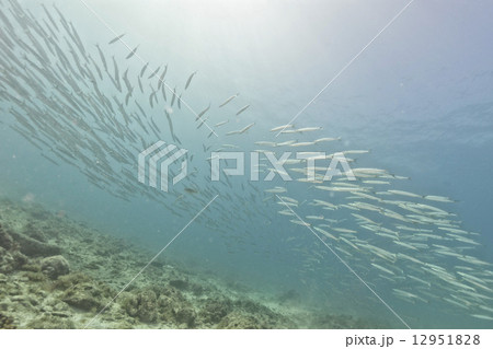 Barracuda school of fish bait ball Barracuda school of fish bait ball 12951828