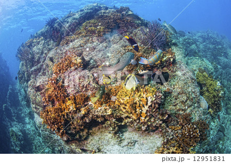 diving in colorful reef underwater 12951831