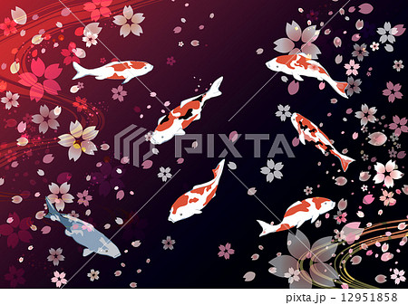 鯉サクラのイラスト素材