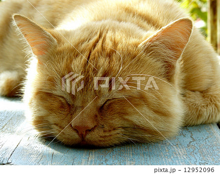 sleeping cat sleeping cat 12952096