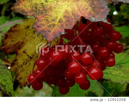 red viburnum 12952208