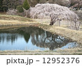 花園のさくら 12952376