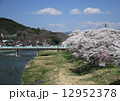 久慈川とさくら 12952378
