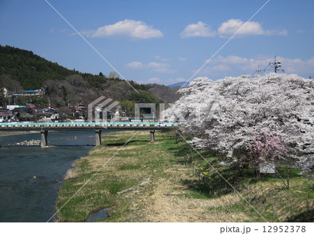 久慈川とさくら 12952378