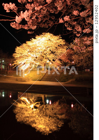 夜桜 12952402
