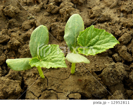 cucumber seedlings 12952811