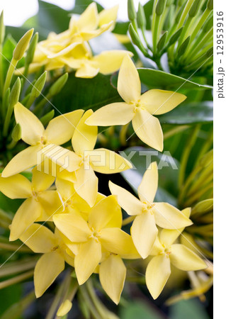 a branch of yellow flowers a branch of yellow flowers 12953916