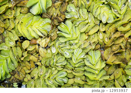 Pistia is a genus of aquatic plant in water 12953937