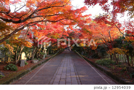 龍福寺の紅葉 12954039