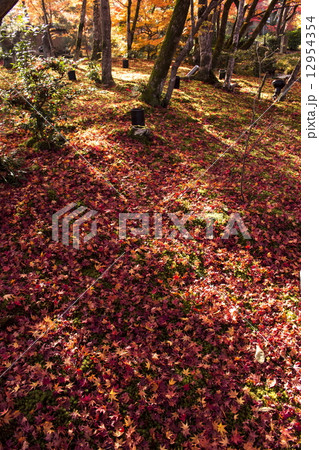 宝厳院の散紅葉 宝厳院の散紅葉 12954354