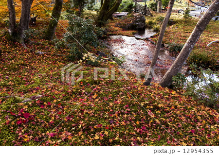 宝厳院の散紅葉 12954355