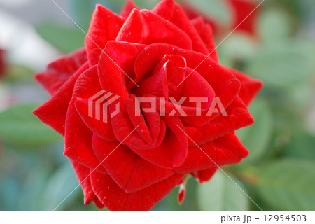 深紅のバラ 12954503