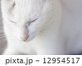 cat 12954517