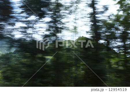 green green 12954519