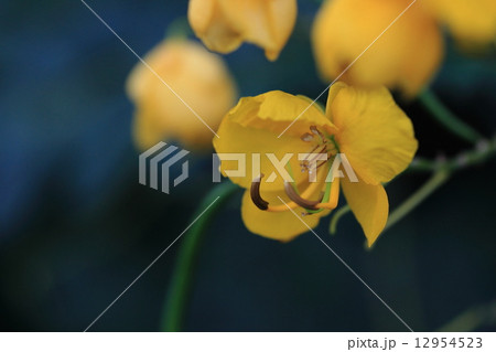 自然 植物 モクセンナ 熱帯アジア原産で黄色い花をいっぱいつけます 別名は イリタマゴノキ だとかの写真素材