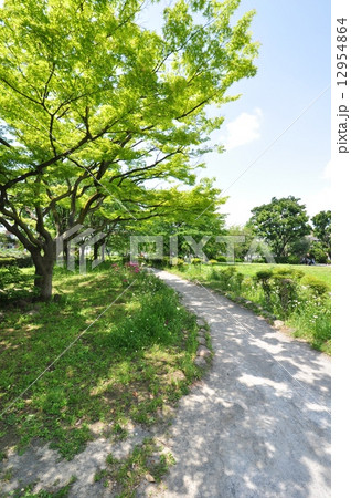 東山公園 12954864