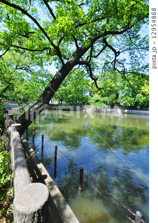 碑文谷公園 12954868