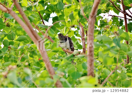 カッコウ 12954882