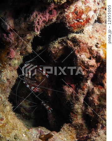 暗がりに隠れる赤白の縞々なエビ 12955005