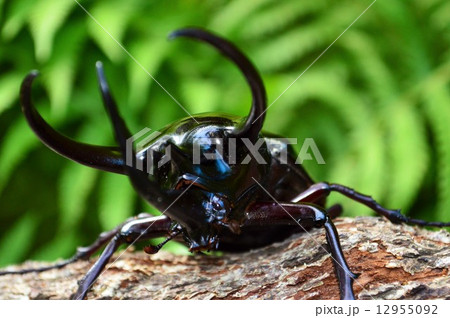 コーカサスオオカブト森の樹木の上で角のアップ 12955092