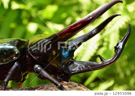 コーカサスオオカブト森の樹木の上で角のアップ コーカサスオオカブト森の樹木の上で角のアップ 12955096