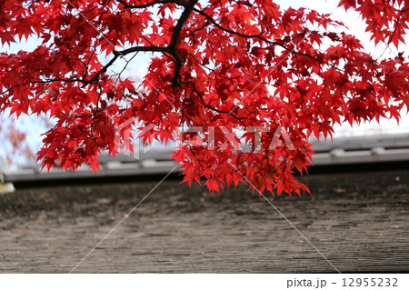 紅葉 12955232