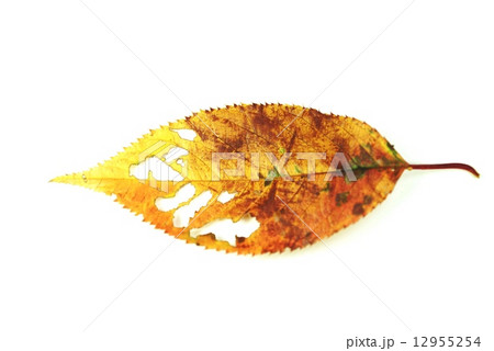 秋の背景素材・虫食いの黄葉のオブジェ・白バック横位置 12955254