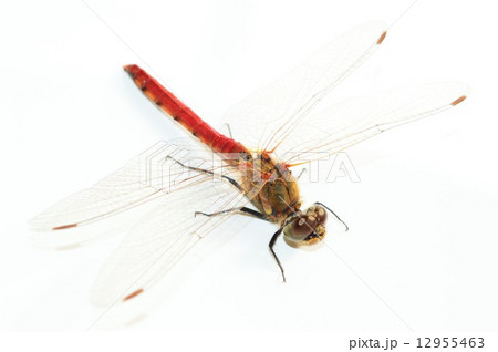 アカトンボ　白バック 12955463