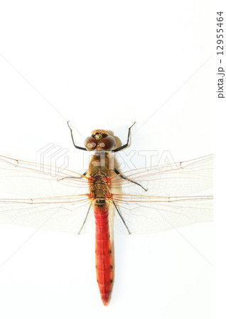 アカトンボ　白バック 12955464