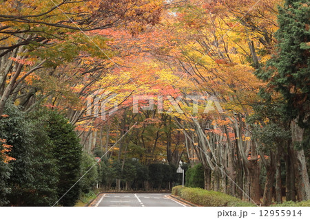 プロムナードの紅葉・アーチ横構図 12955914