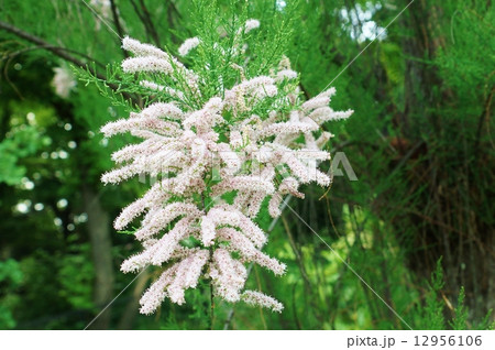 初夏の樹花・楊貴妃が愛したというギョリュウの花・横位置 12956106