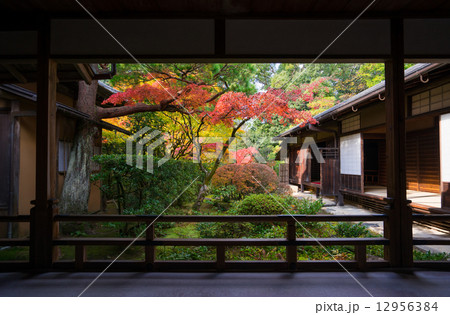 大徳寺　高桐院の紅葉 12956384