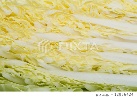 ハクサイ ハクサイ 12956424