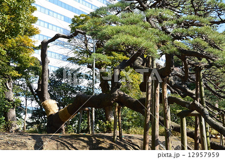 浜離宮の「三百年の松」（浜離宮恩賜公園／東京都中央区浜離宮庭園） 12957959