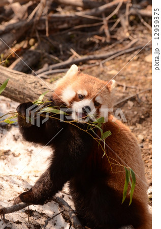 レッサーパンダ 12959375