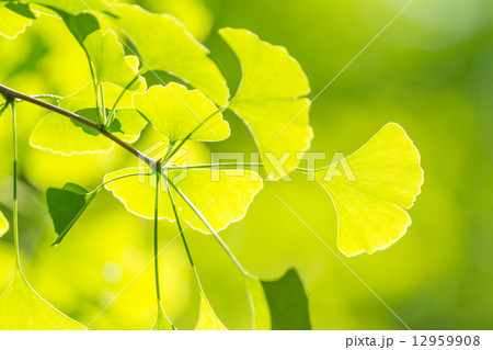 新緑のイチョウの葉 新緑のイチョウの葉 12959908
