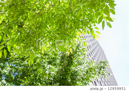 オフィスビル街の新緑 12959951