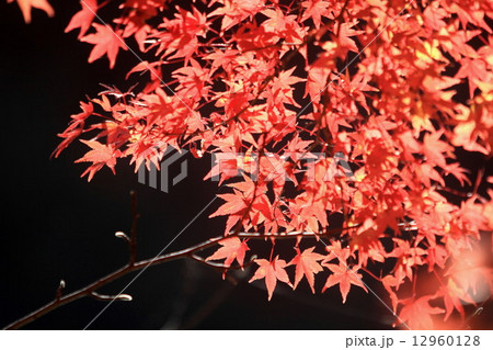 香嵐渓の紅葉 12960128