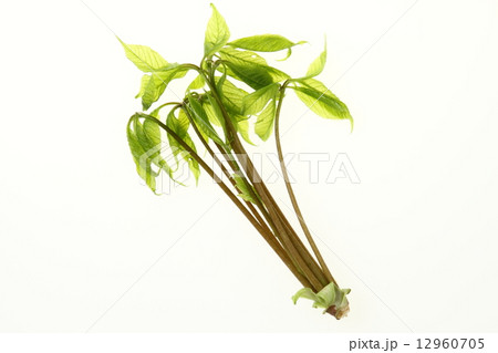 山の幸　こしあぶら 12960705