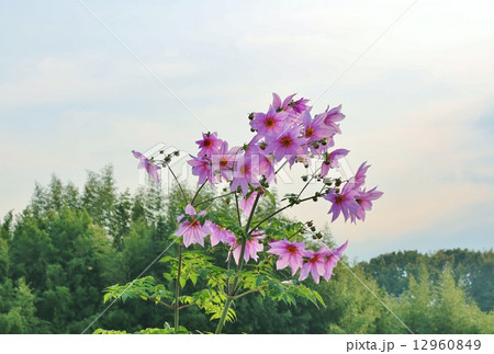 コダチダリア 12960849