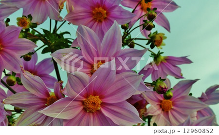 コダチダリア 12960852