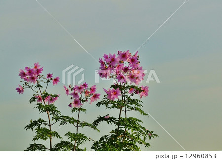 コダチダリア 12960853