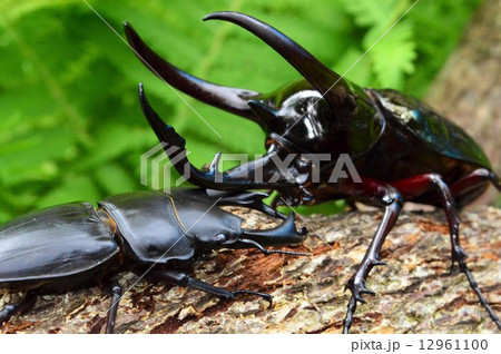 コーカサスオオカブト対日本産オオクワガタ森の樹木の上での対決の写真素材 12961100 Pixta