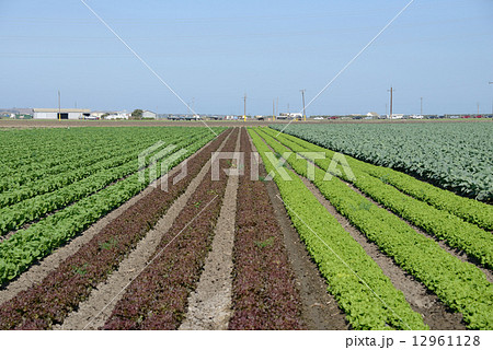 アメリカ　農業 12961128