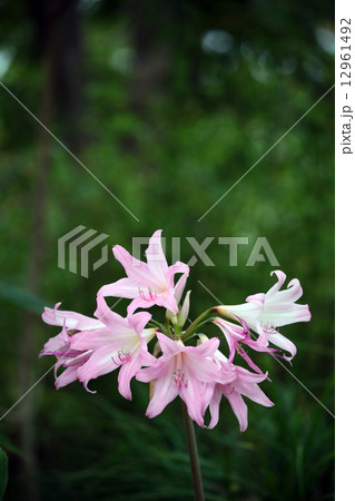 アマリリス 12961492