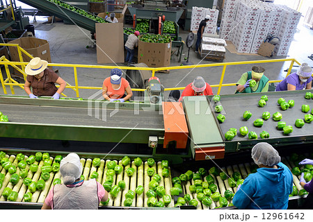 アメリカ　パブリカ工場 12961642