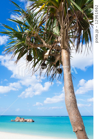 沖縄のビーチ・アラハビーチ 12961662
